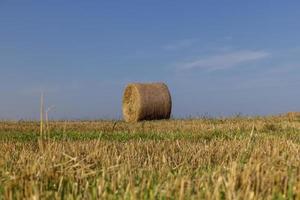 A field with cereals in the summer photo