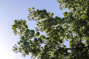 High linden tree in summer photo