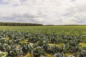 Agricultural field where cabbage is grown in cabbages photo