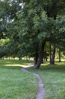 Deciduous trees with green foliage in summer photo