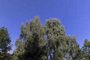 mixed forest with trees of different species in the summer season photo