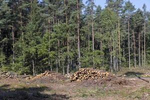 deforestación para la extracción de madera, bosque foto