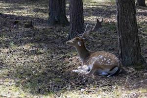 Deer resting in hot weather photo