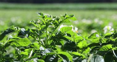 Potato field with green bushes of flowering potatoes photo