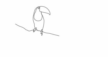Single continuous line drawing 4k Video of couple toucans perched on a branch. Adorable bird mascot concept. Modern one line vector graphic draw design illustration