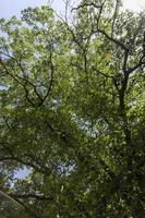 A variety of trees growing in the park photo