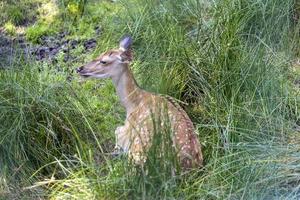 Deer resting in hot weather photo