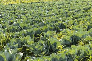 Agricultural field where cabbage is grown in cabbages photo