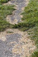 grass growing through the seams on the road tile photo