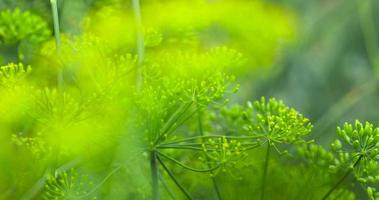 Green dill in the wind at the end of summer photo