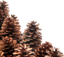 dried pine cones coniferous on transparent background png file