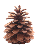 secco pino coni conifero su trasparente sfondo png file