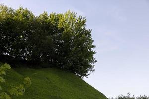 Deciduous trees with green foliage in summer photo