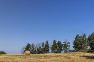 A field with cereals in the summer photo