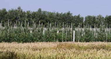 An apple orchard with a large number of young trees photo