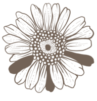 Blumen. handgezeichnete Illustrationen png