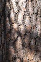 Multilayer Brown Pine Tree Bark, details of Pine Bark illuminated by Sunlight photo