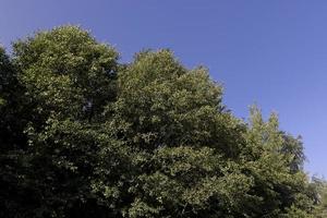 diferentes árboles que crecen juntos en el bosque foto