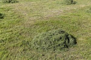 field with grass for harvesting fodder for cows photo