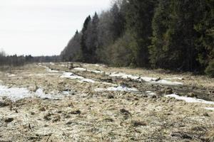 Forest in spring. Edge of field. Snow melts in nature. photo