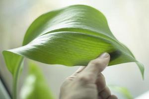 Hand holds green leaf of plant. Houseplant. photo