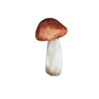 Watercolor forest mushroom png