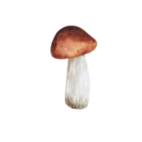 champignon forestier aquarelle png