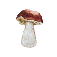 Watercolor forest mushroom png