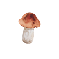 Watercolor forest mushroom png