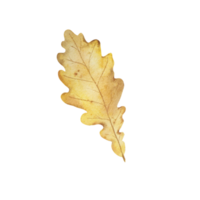 Watercolor autumn leaf png