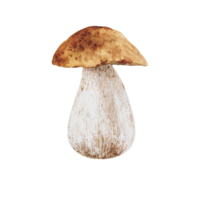 champignon forestier aquarelle png