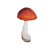 cogumelo da floresta em aquarela png