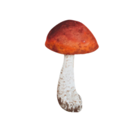 champignon forestier aquarelle png