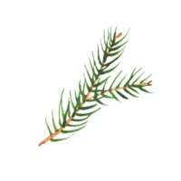 acquerello rami di sempreverde abete rosso e thuja png