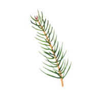 Watercolor branches of evergreen spruce and thuja png