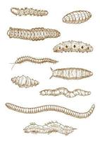 bocetos de orugas, gusanos y larvas