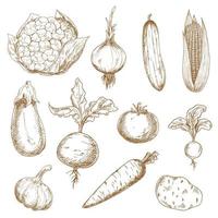 Fresh vegetables hand drawn sketches vector