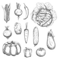 Retro sketches of garden vegetables vector