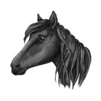 boceto de caballo negro para diseño ecuestre vector
