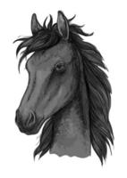 Black arabian horse head sketch vector