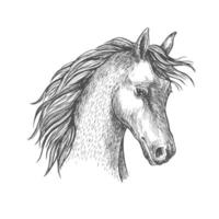 cabeza de símbolo de boceto de caballo árabe vector