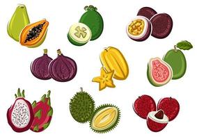 Assortment of fresh harvested tropical fruits vector
