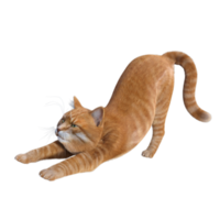 renderização em 3d de gato fofo png