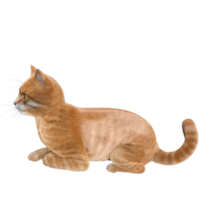 süße Katze 3D-Rendering png