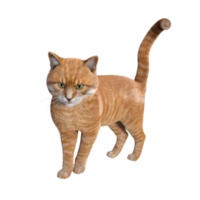 cute cat 3d rendering png