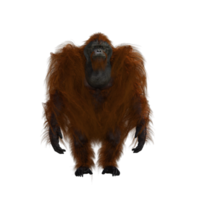 lindo orangután con estilo png