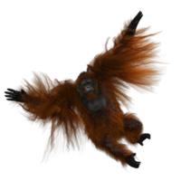 lindo orangotango em grande estilo png