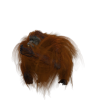 cute orang utan in style png