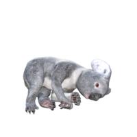 schattig koala 3d renderen png