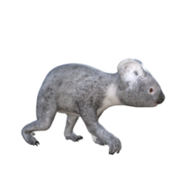 linda representación 3d de koala png